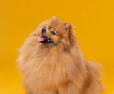 Pomeranian Puppies For Sale Windy City Pups